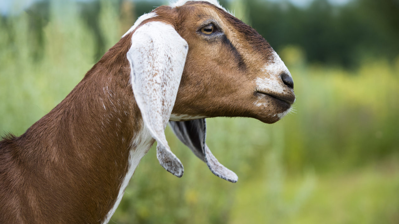 Enroll In Dairy Goat Academy