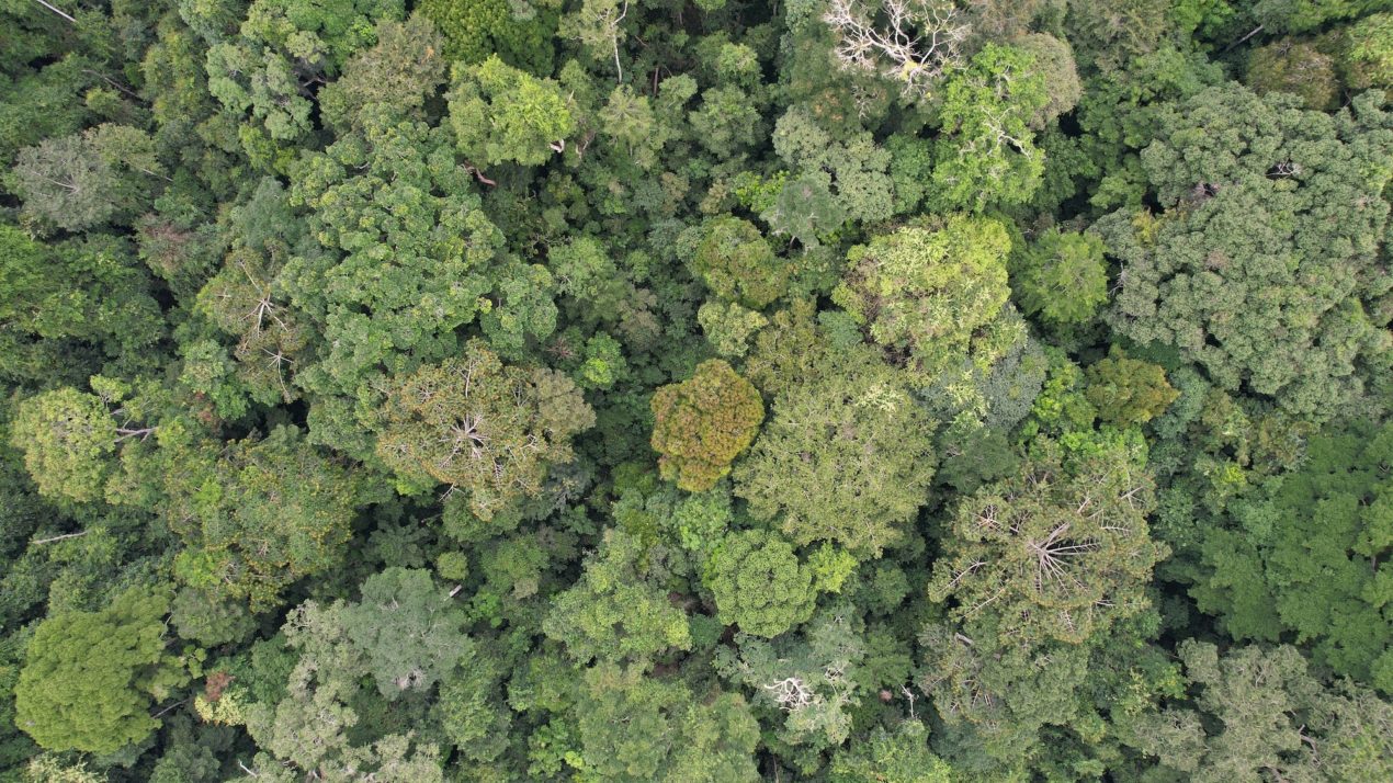 Researchers Predict Future Forest Loss