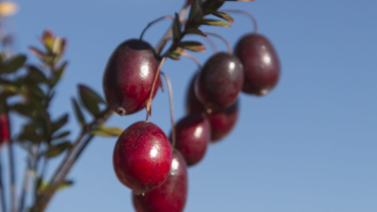 Researchers Tackle Cranberry Questions