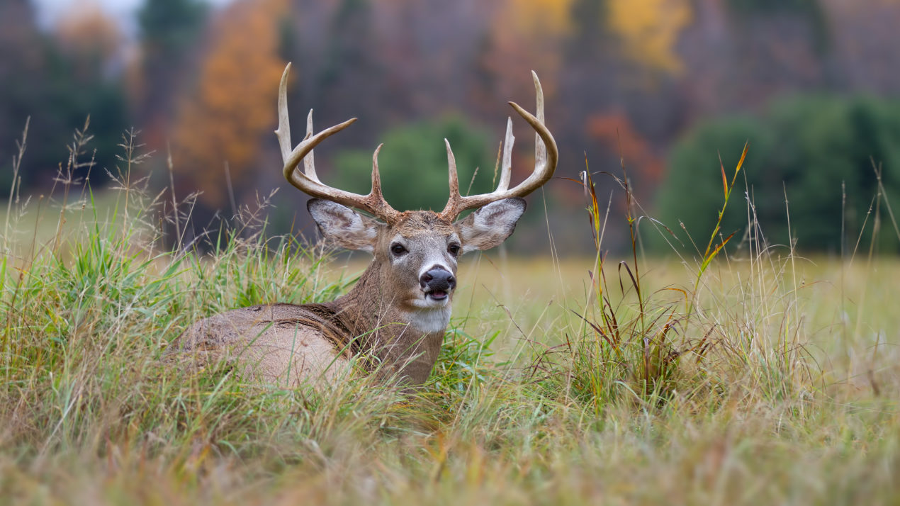 DNR Confirms Epizootic Deer Disease
