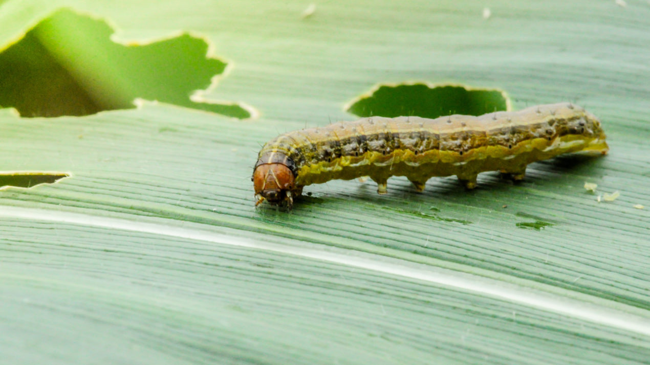 Fall Armyworms Present Unlike Ever Before