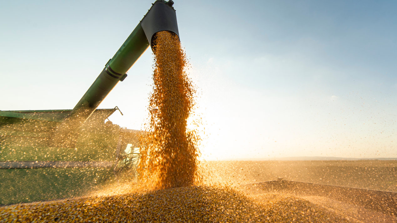 Fall Harvest Ahead Of Normal Average