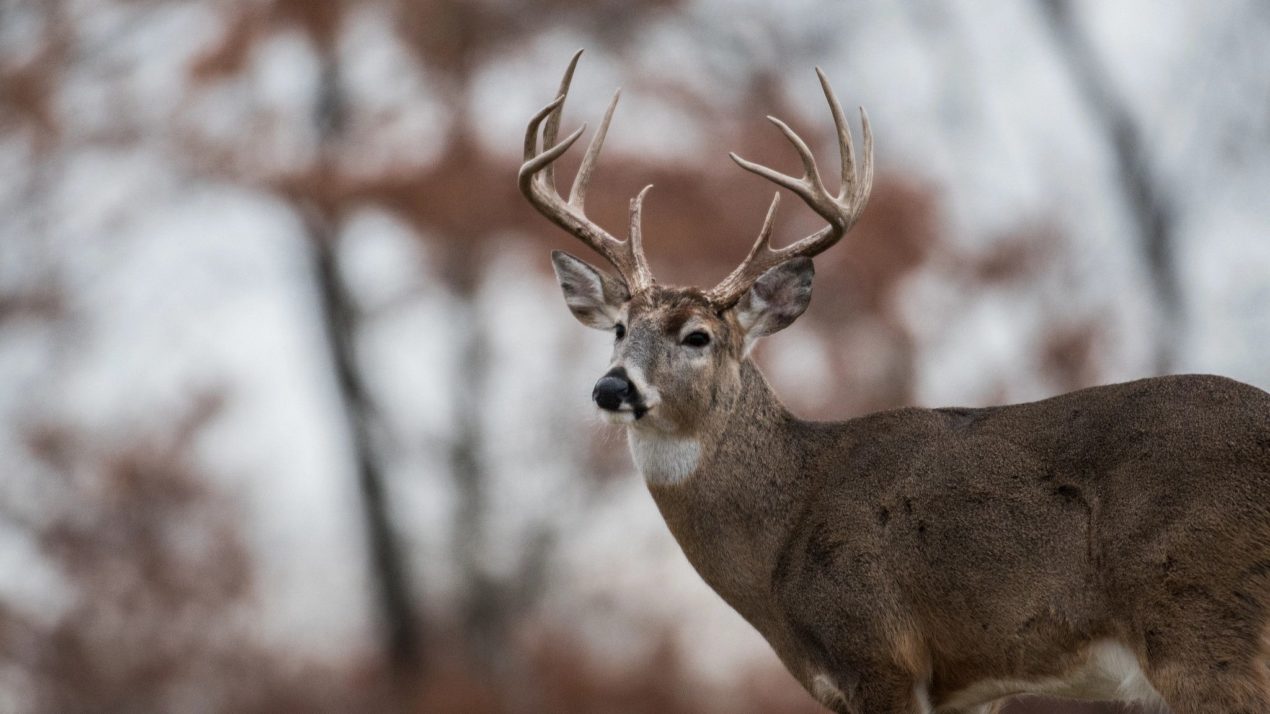 Help Slow The Spread Of CWD