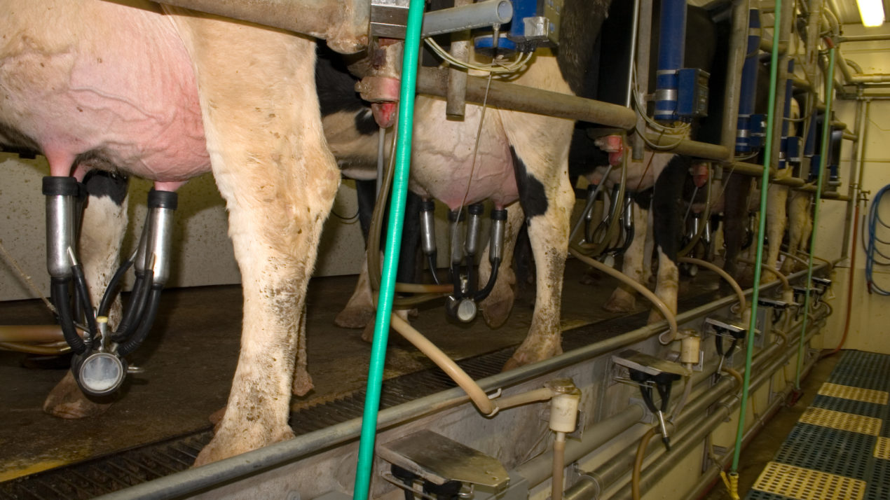 Milk Production Continues To Increase