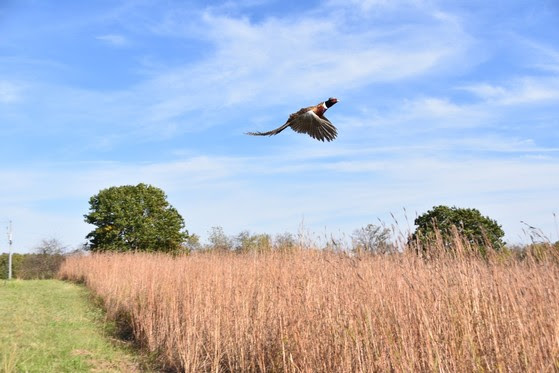 Pheasant Hunting Season Opens Saturday