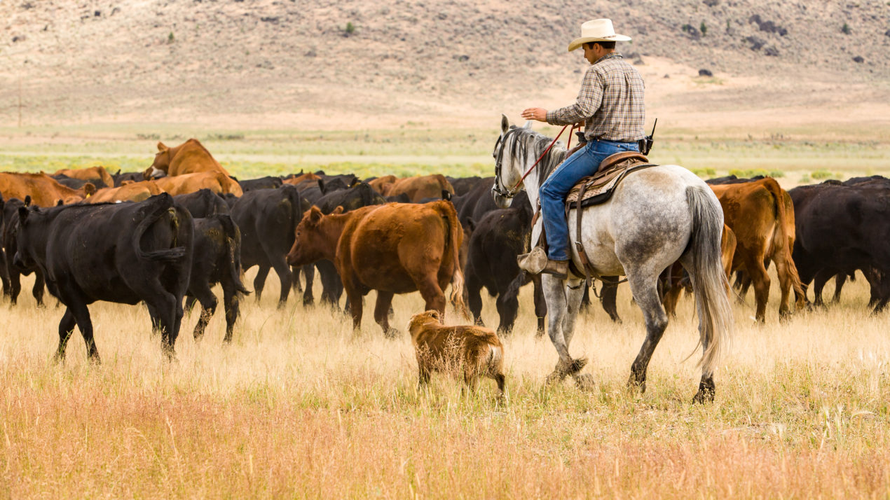 Technology Helps Ranchers Respond Quicker