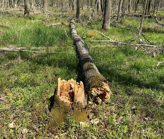 Avoid Ash Trees For Deer Stands