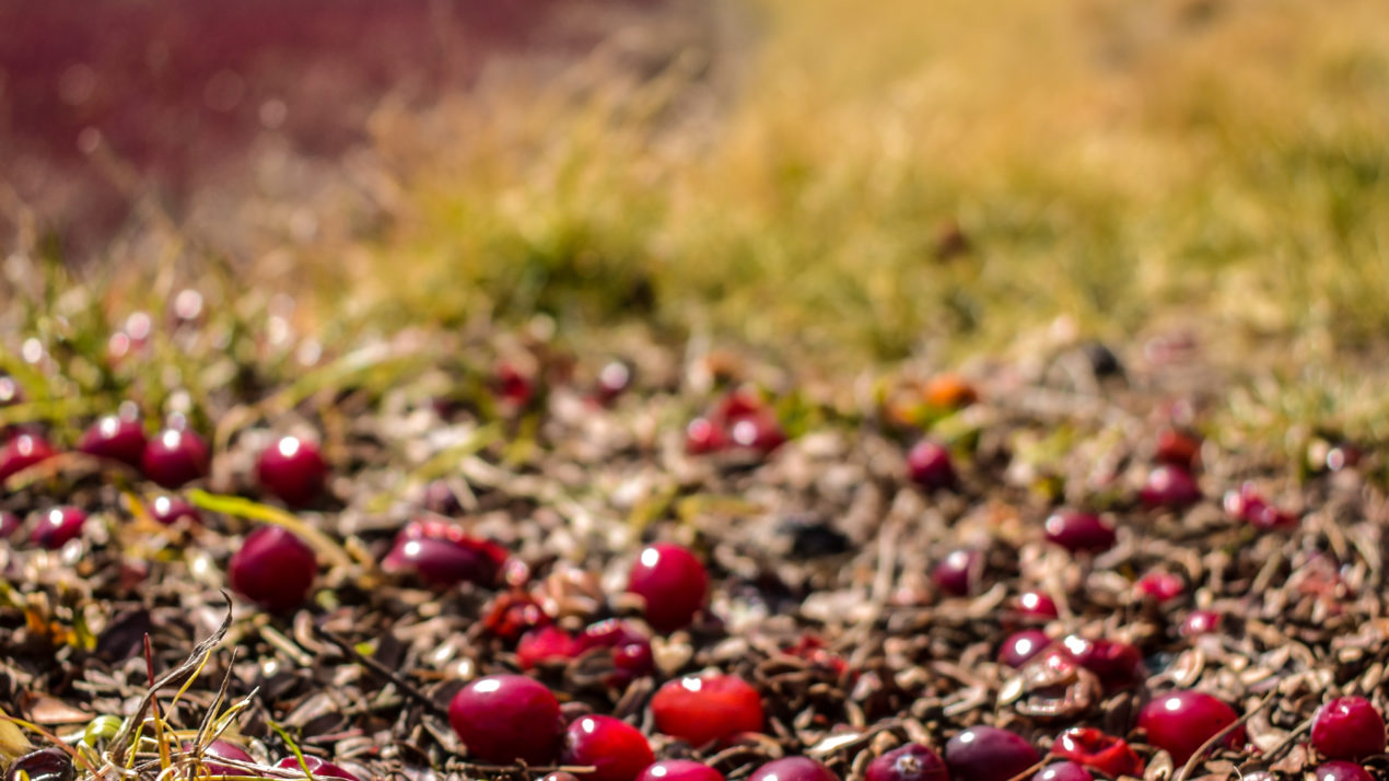 Cranberry Growers Continue Working