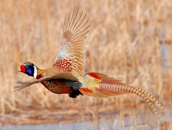 Pheasant Stocking Means More Holiday Hunting
