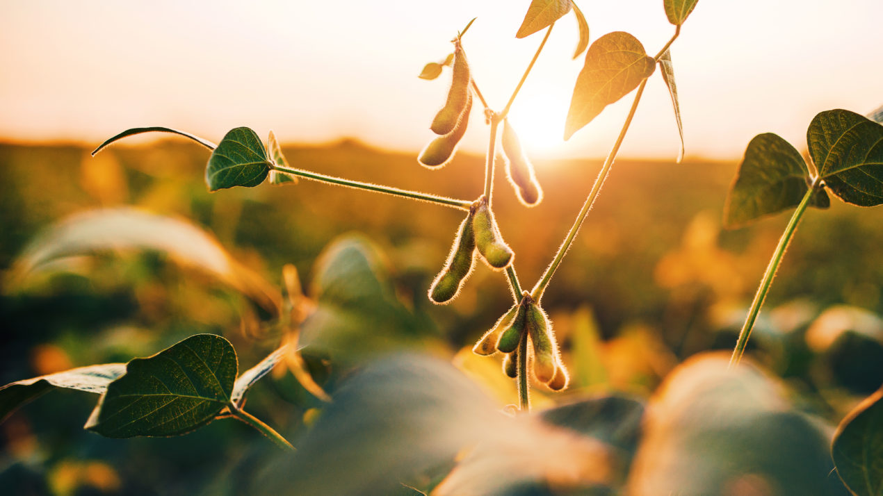2021 Soybean Yield Finalists Announced