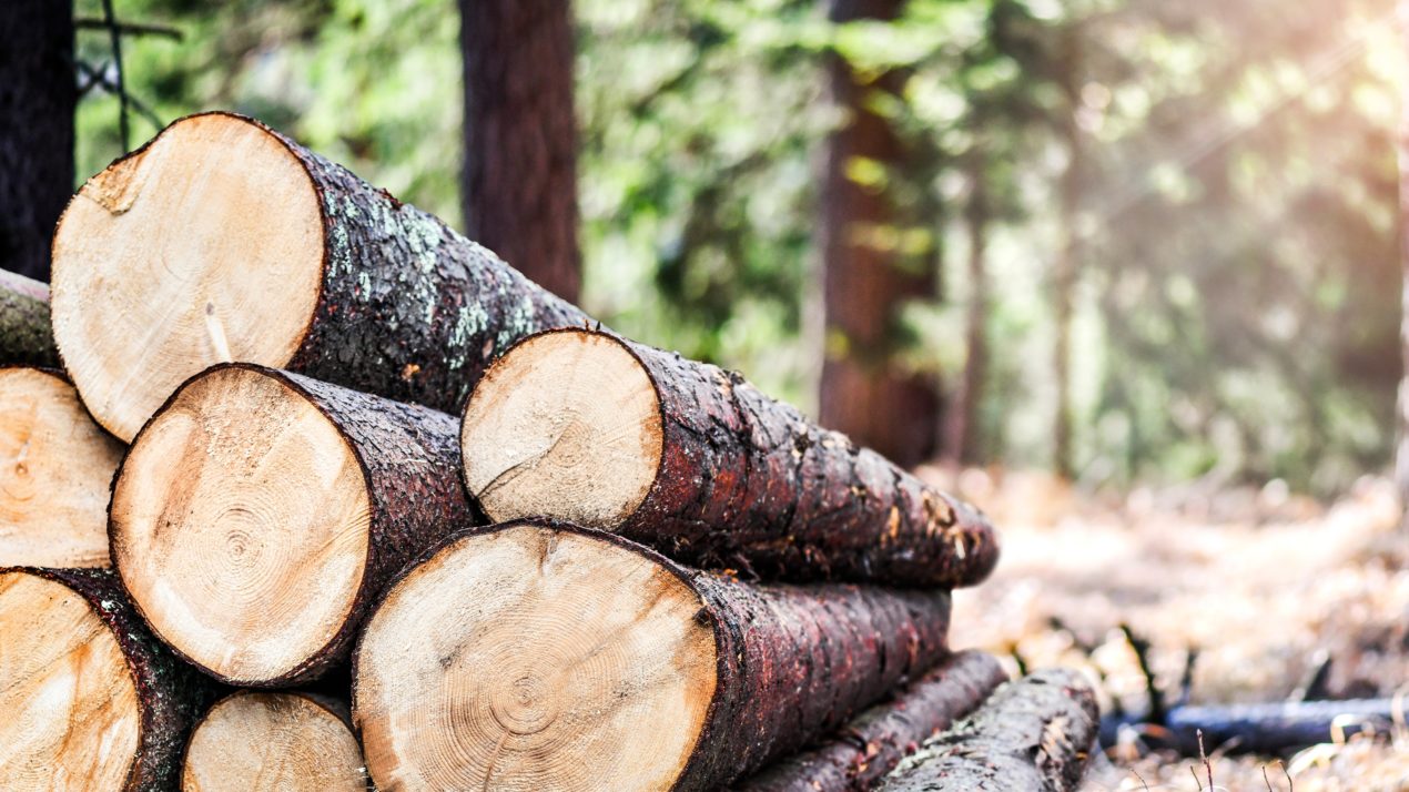 $9.3 Million Coming For WI Timber Harvesters