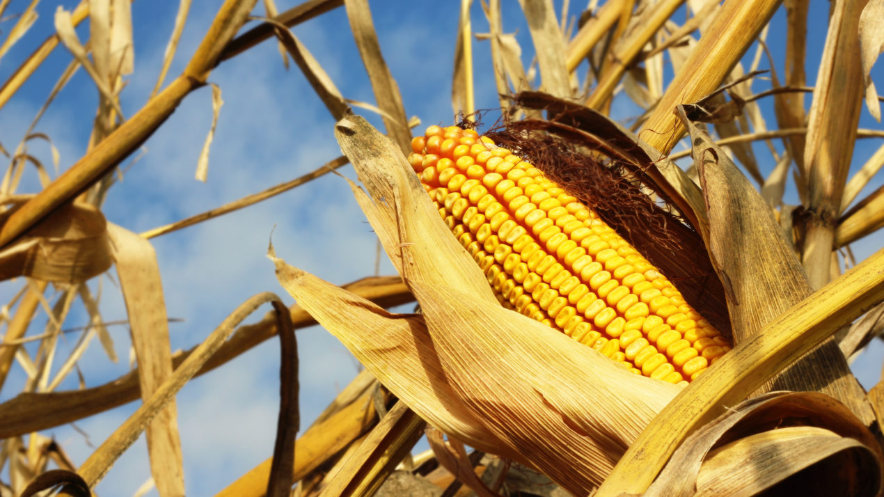 Corn Promotion Board Election Underway