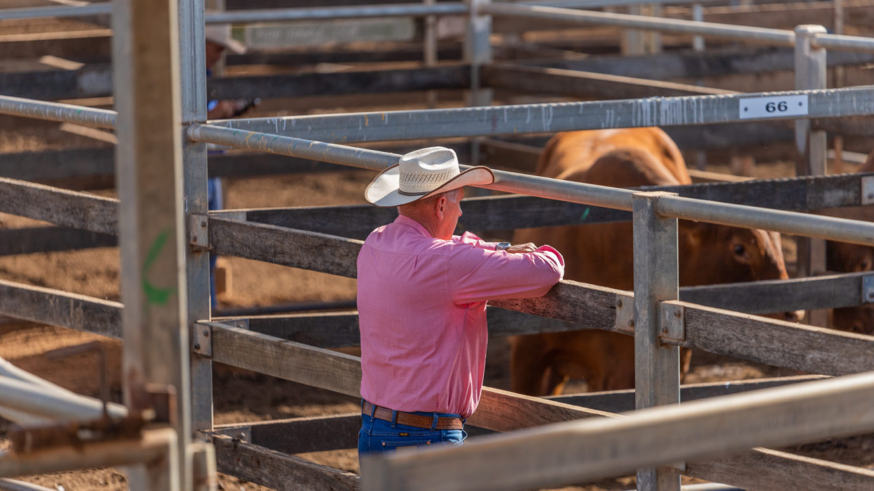 Fed Cattle Prices Stronger Than 2020