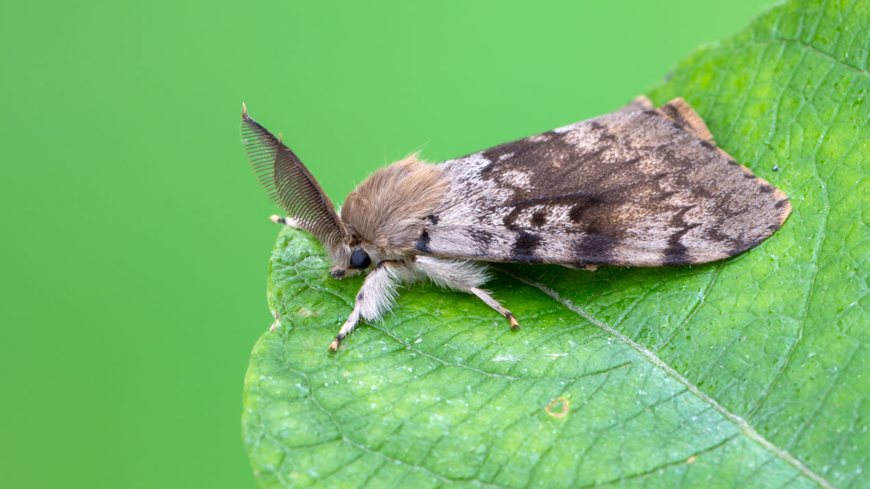 Gypsy Moth Population Continually Increasing