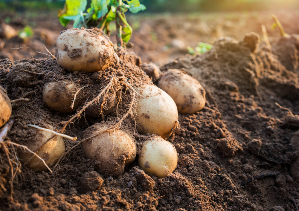 Potato Growers Keep Eyes On Spuds