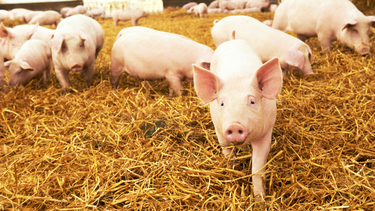 State, National Hog Inventories Lower