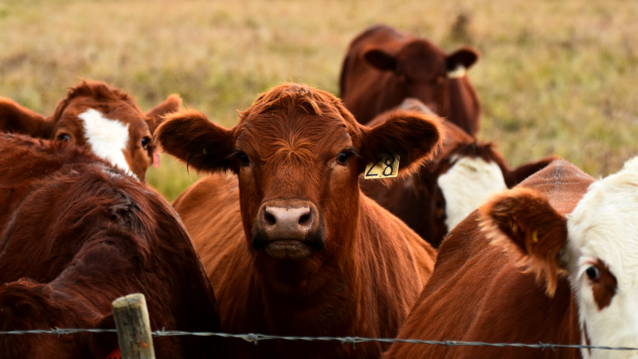 USDA To Survey Cattle Operations
