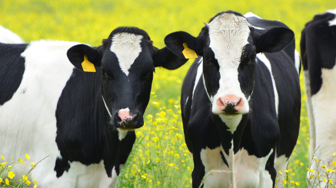 Cows Need Probiotics, Too