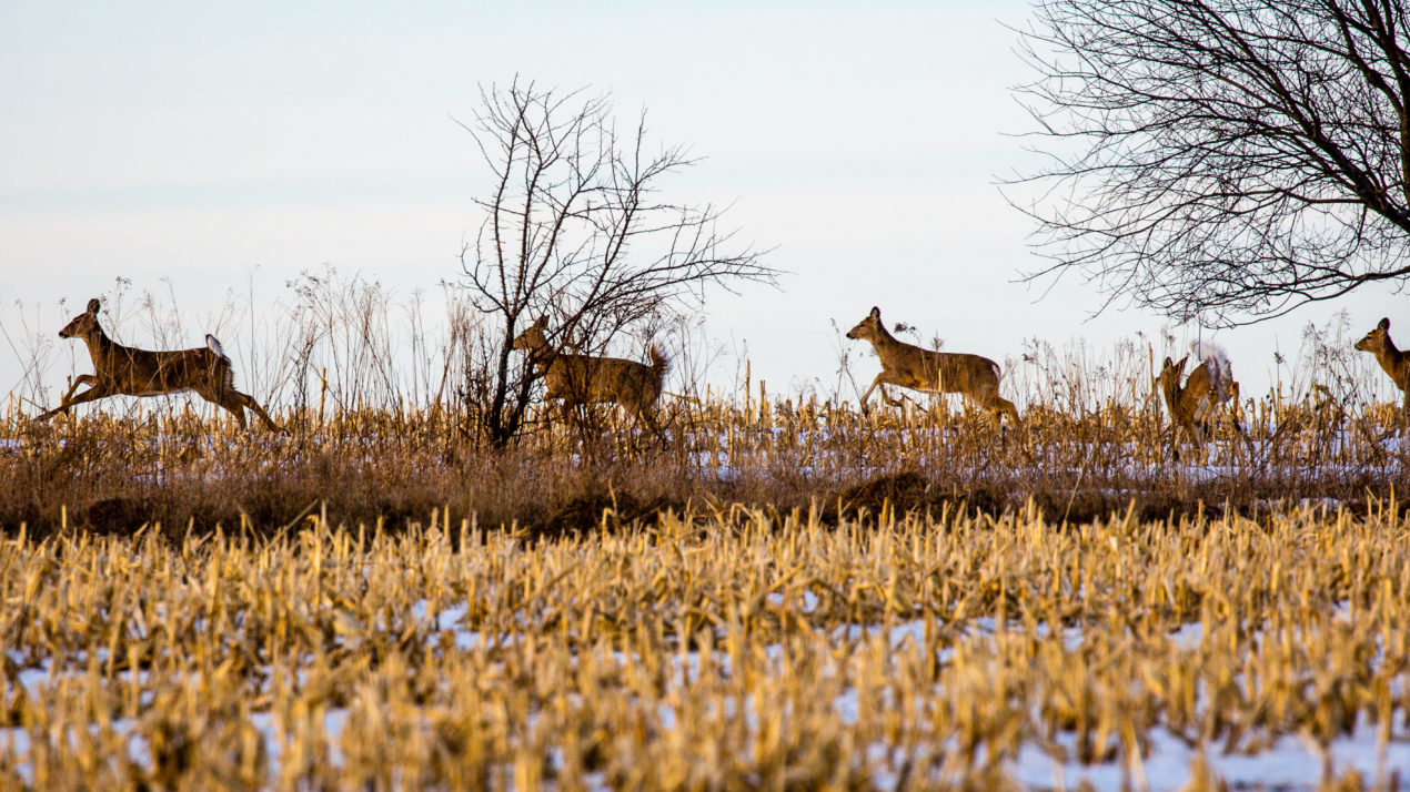 CWD Confirmed In Harvested Oconto County Deer