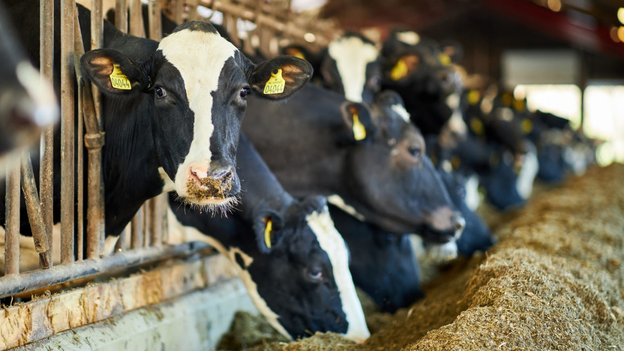 USDA Releases December Milk Stats
