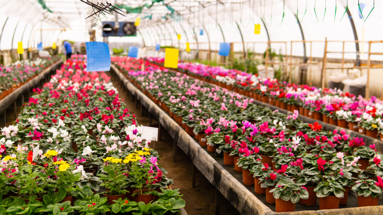 USDA To Survey Commercial Floriculture
