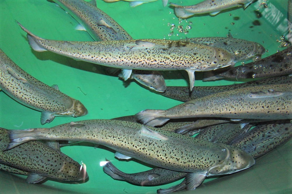 Aquaculture Looks To Grow In Wisconsin