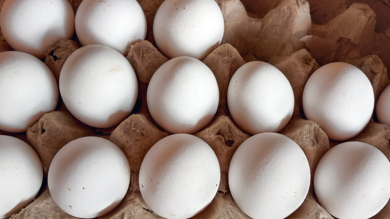 Egg Production Down From 2020