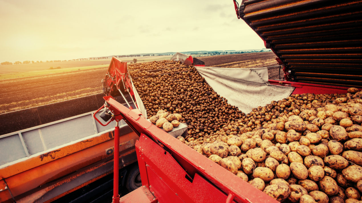 Wisconsin Potato Industry Board Nominations Open