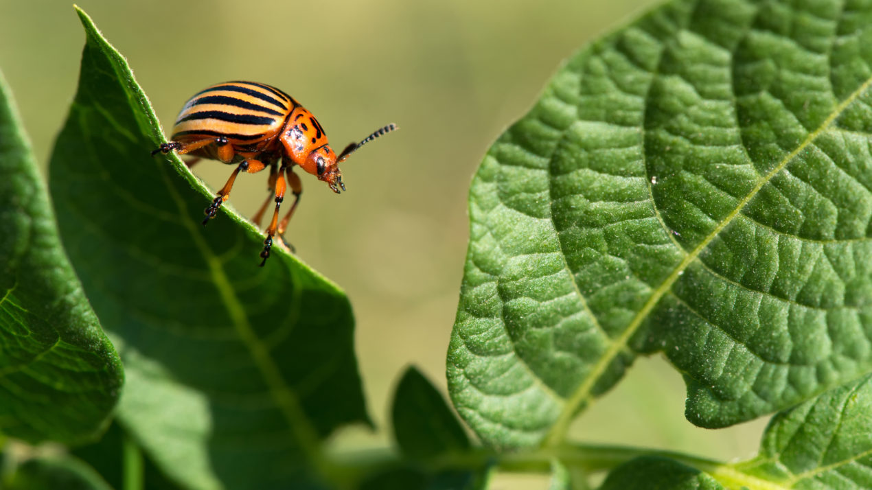 Colorado Potato Beetle Is Resistant & Resilient