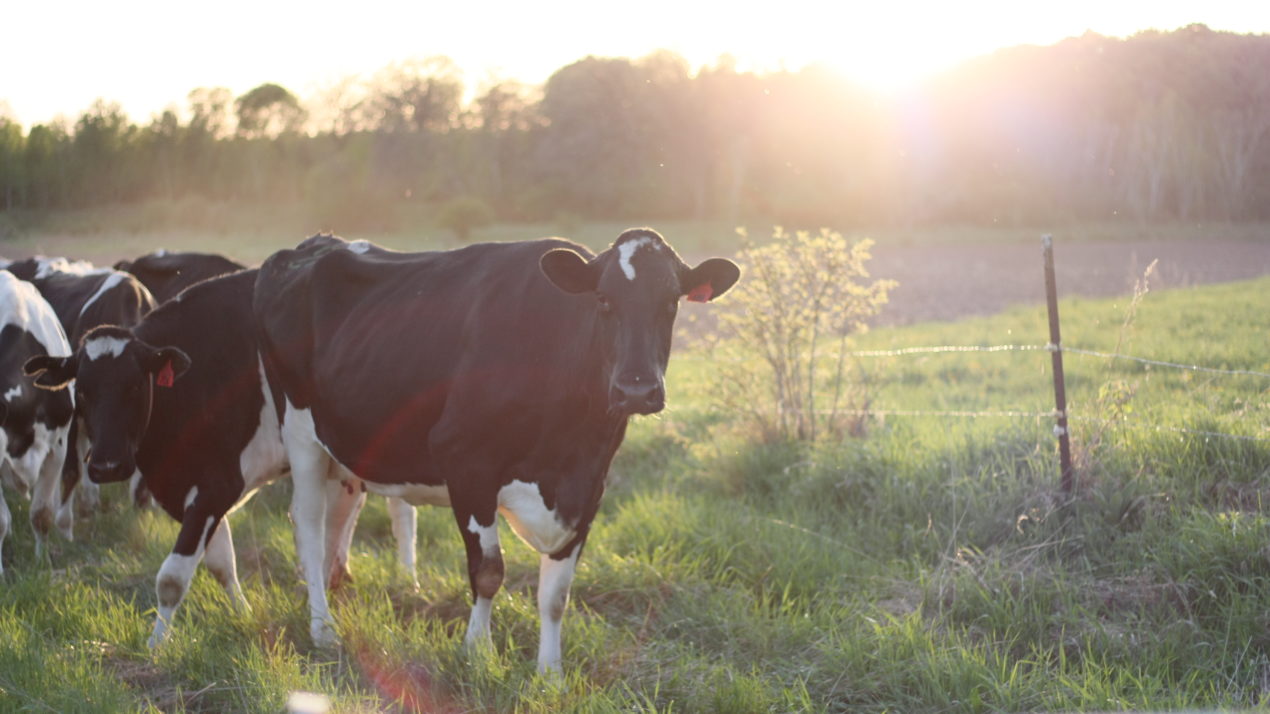Defined By Dairy: Pulling Together For Growth Management