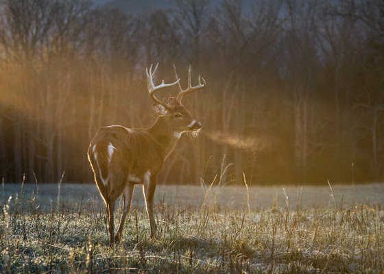 Help Shape Wisconsin’s Deer Season