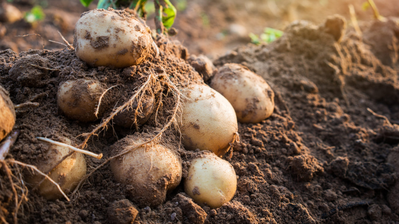Spuds Get Technical To Help The Environment