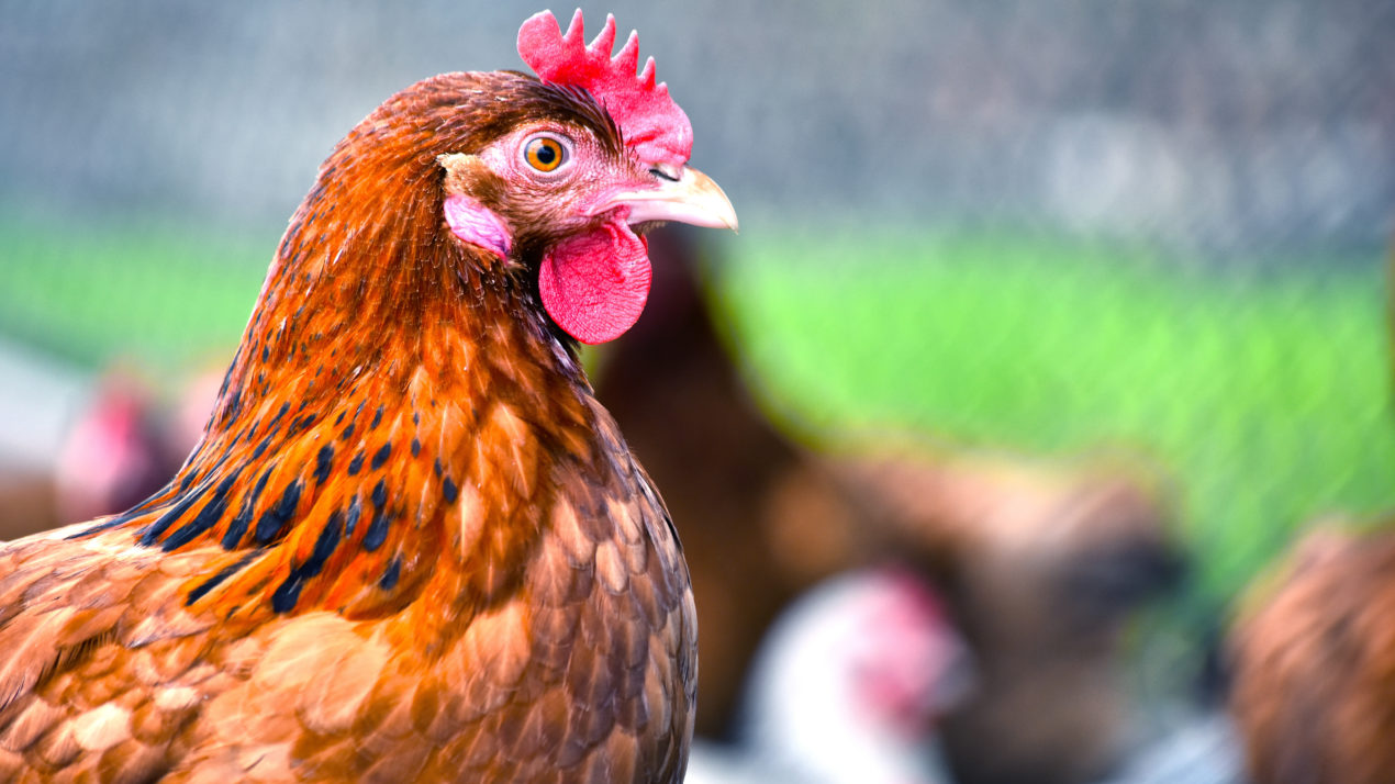 The Latest Avian Influenza Update