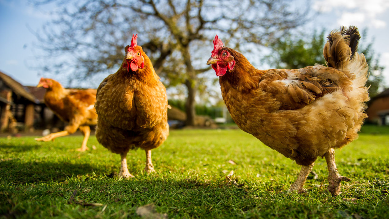 Updates Provided On Highly Pathogenic Avian Influenza