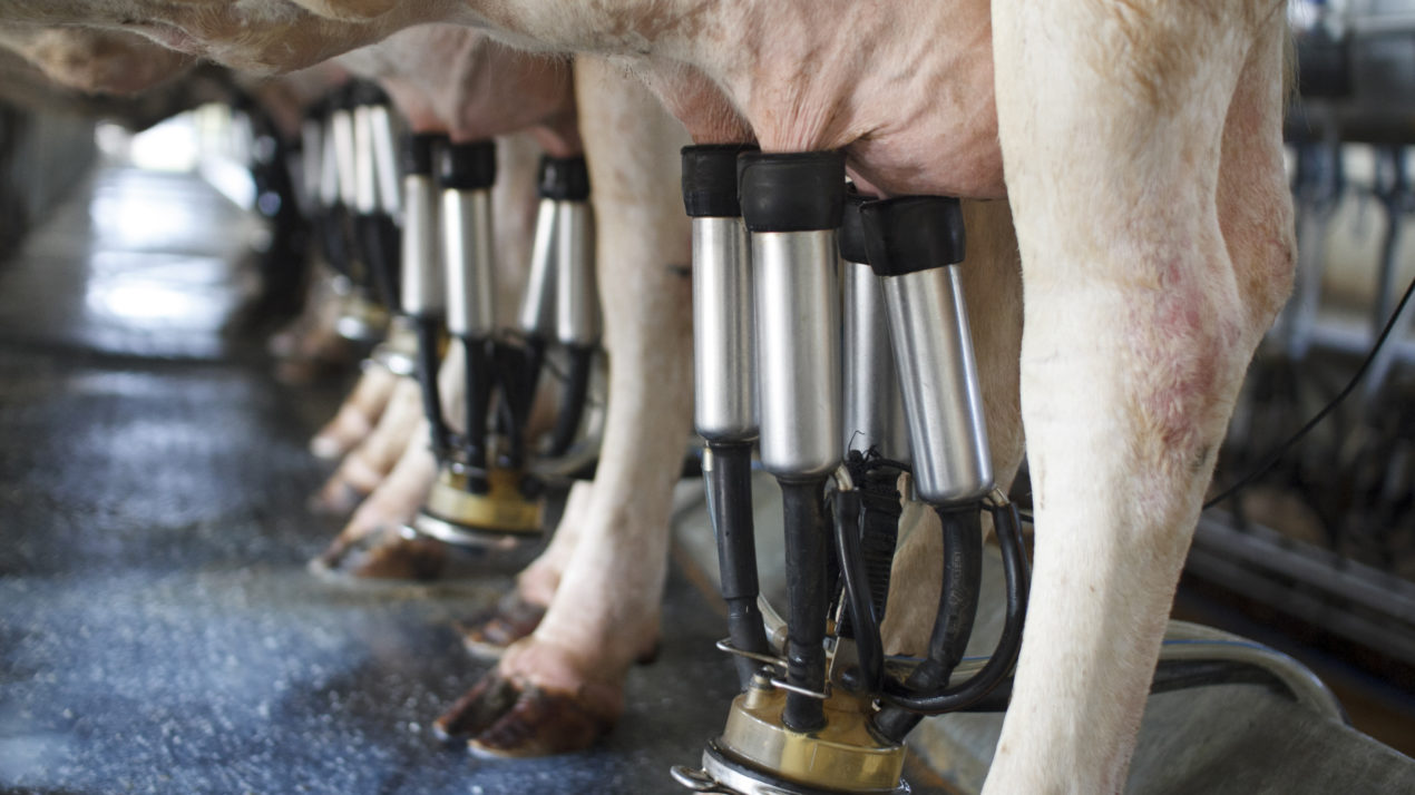 US Milk Production Down Slightly