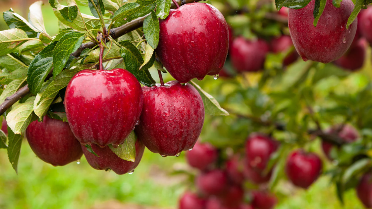 Apple Growers Have A Positive Outlook