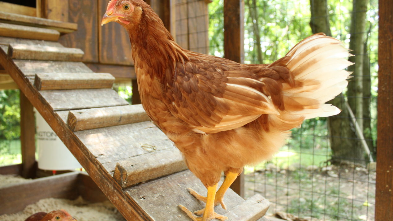 Avian Influenza Confirmed In Backyard Flock