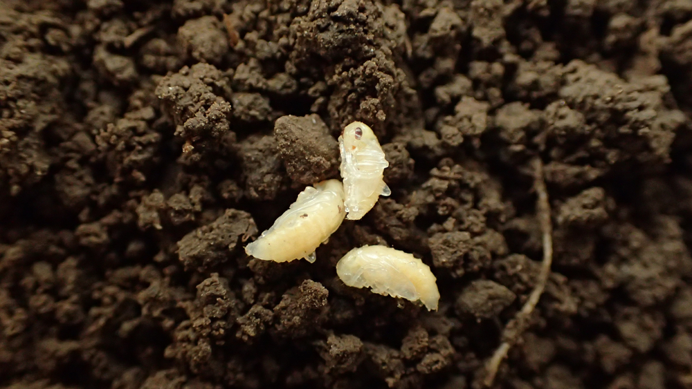 Stay Ahead Of Corn Rootworm