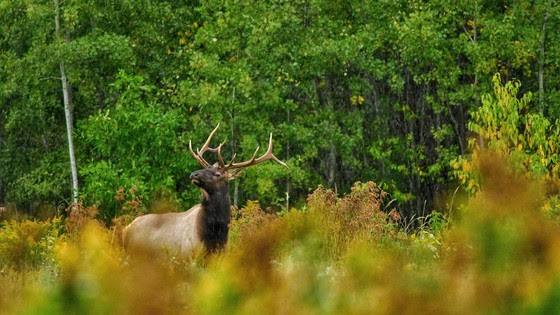 Elk Hunting Permits – Apply Now