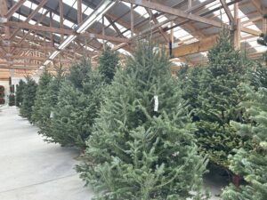 Christmas Tree Crop Ready For Busiest Weekend
