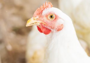Commercial Flock Contracts Avian Flu