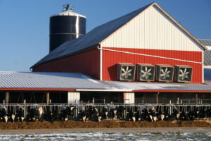 Balancing Winter Barn Ventilation & Cow Health