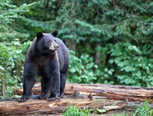 Bear Harvest Numbers Are Down