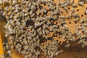 Generational “Buzz”: The Legacy of Honey Grove Apiaries