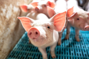 Hogs & Pigs Report – ‘A Mixed Big’