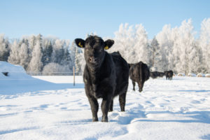 Certified Angus Beef: BQA Boosts Consumer Confidence