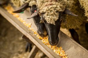 Lamb Exports Fall From 2022 Totals