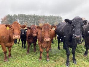 GrassWorks to host 32nd Annual Grazing Conference 