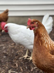 Avian Influenza Confirmed in Washburn County