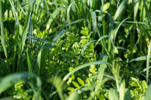 Still Time To Apply For Cover Crop Rebate